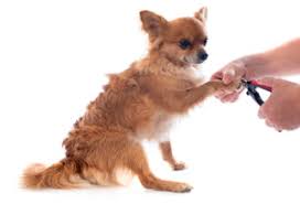 how to trim your chihuahua s nails