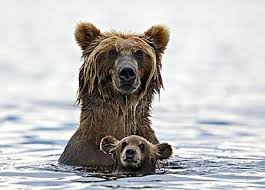These Are The 25 Most Breathtaking Hikes In Us National Parks Animals Wild Animals Photography Animals Beautiful