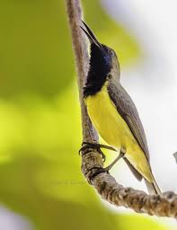 It has several different names but are all talking about the same bird. Top 10 Birds In Your Backyard Fascinating Facts You Need To Know Tatler Philippines