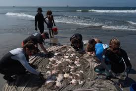 Aumentan las picaduras de raya mientras una ola de calor marina las acerca a costa sur de California