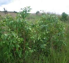 Image result for Syzygium rowlandii