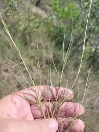 Image result for Sporobolus ioclados