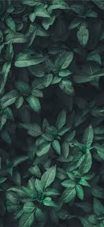 We did not find results for: Best Green Iphone 11 Hd Wallpapers Ilikewallpaper