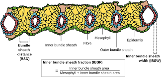 Image result for Alloteropsis semialata