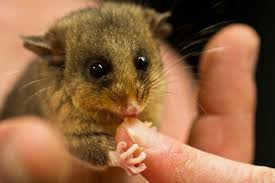 Gallery Australian Alps Endangered Species Australian Geographic Australian Fauna Australian Animals Endangered Animals