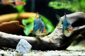 10 Best Green Tiger Barb Tank Mates ...