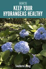 What S Wrong With My Hydrangea Hydrangea Leaves Hydrangea Garden Growing Hydrangeas