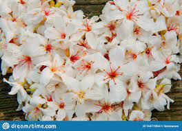 Plant a whole section of white flowers for maximum impact, preferably where you sit in the evenings so you can enjoy their subtle. Beautiful White Flowers Tung Tree Flower Heart Shape Stock Photo Image Of Peaceful Colorful 144715944