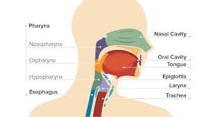 Though most throat cancers involve the same types of cells, specific terms are used to differentiate the part of the throat where cancer originated. Throat Cancer Causes Symptoms And Diagnosis