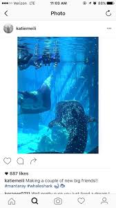 U S Swim Team Gets Schooled By Georgia Aquarium Residents