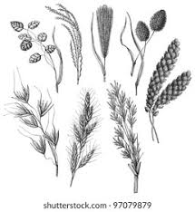 Image result for Eragrostis cylindriflora