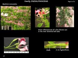 Image result for Bauhinia monandra