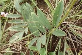 Image result for Tephrosia acaciifolia