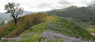 As the city celebrates it's 30th anniversary on dec. Los Angeles County Wildflowers Best Place To See
