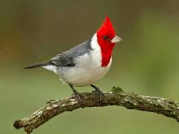 Birds With Red Crested Heads Red Crested Cardinal Argentina Priroda Pticy