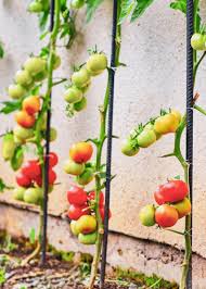 We did not find results for: Small Vegetable Garden Tips How To Grow Vegetables In A Small Space