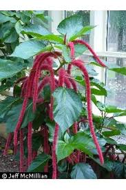 Image result for Acalypha hispida