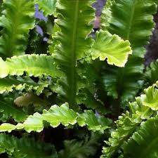 Image result for Asplenium laurentii