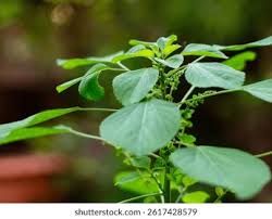 Image result for Acalypha indica