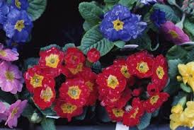 We did not find results for: Annual Primrose A Profile Of An Annual Flower Howstuffworks