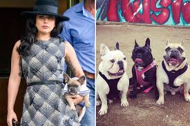 $9,000 (buena park ) pic hide this posting restore restore this posting. French Bulldog Owners Are Terrified After Lady Gaga Robbery
