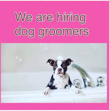Maybe you would like to learn more about one of these? We Are Hiring Dog Groomers Please Send Us An Email Clermont Woofgangbakery Com Woofgangbakery Clermont Fl Dog Groomers Groomer Dogs