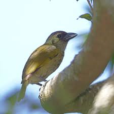 Image result for Micklethwaitia