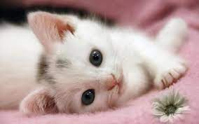 Pictures include breeds such as persian cats, exotic shorthair, ragdoll, british shorthair, maine coon. Cute Kitten 1280x800 Download Hd Wallpaper Wallpapertip