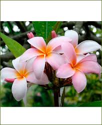 Make sure the container your flowers come in is always full of fresh, clean water. Plumeria Pink Dwarf Champa Flower Plants