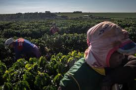 Matas de minas is a small. Coffee Growers Fret Lost Output In Ticking Time Bomb Brazil Bloomberg