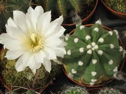 The easter cactus blooms from spring to early summer, providing pink or red blooms near the easter holiday season. Echinopsis Subdenudata Easter Lily Cactus World Of Succulents