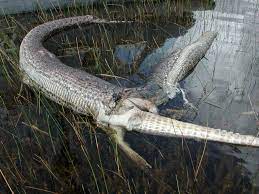 The Release Of Non Native Pythons Into The Everglades National Park Is Impacting On The Native Wildlife With Pythons Even Attempt Burmese Python Snake Animals