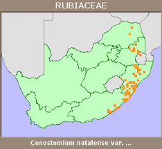 Image result for Conostomium natalense