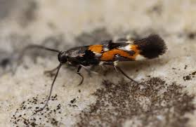 Image result for Mompha miscella