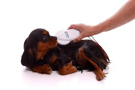 Check spelling or type a new query. How Do Pet Microchips Work And Should My Dog Have One American Kennel Club