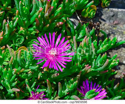 We have almost everything on ebay. Blooming Karkalla Or Australian Pig Face Flower Plant Near Landscape Rock In Backyard Garden Blossom Karkalla Or Pigface Canstock