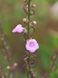 Image result for Micrargeria