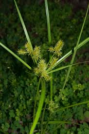 Image result for Cyperus glaucophyllus