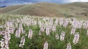 There are some areas that have a lot of poison oak mixed amongst the wildflowers. Tinkerlytics Blog Digital Marketing Resources