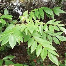 Image result for Gliricidia sepium