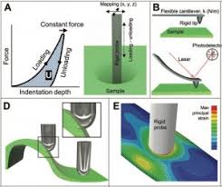 We did not find results for: Plantae Review Methods To Quantify Primary Plant Cell Wall Mechanics J Exp Bot Plantae