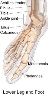 The Road To Bipedalism Wasn T Straight And Narrow In 2020 Foot Anatomy Ankle Joint Foot Injury
