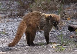 Pin On Coatimundi Nasua Nasua Snookum Bear