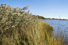 Image result for Phragmites