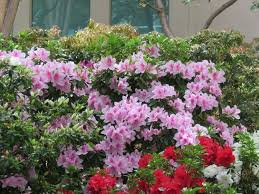 Kleinen Japanischen Garten Anlegen Tipps Und Schone Gestaltungsideen In Bildern Japanischer Garten Anlegen Japanischer Garten Garten Anlegen