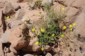 Image result for Osteospermum muricatum
