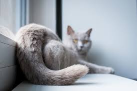 Her tail will puff up with the fur along her spine, and her legs stiffen. Cat Tail Language Decoding Your Feline S Flick Great Pet Care