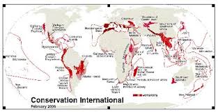 Image result for Gardenia transvenulosa