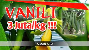 Pertama dengan menanam bibit lumut, dan kedua dengan. Vanili Tanaman Bikin Cepat Kaya 3juta Kg Youtube