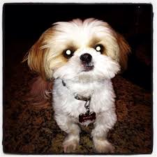 My Birthday Boy Shih Tzu Dog Grooming Shih Tzu Cutest Thing Ever